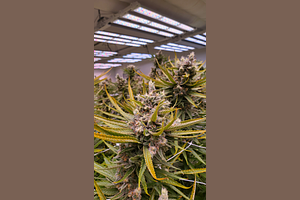 Blue Dream by Enchanted Botanicals
