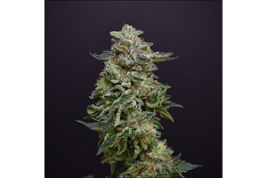 Matchalato by Desert Peaks Farms