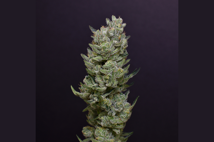 Cheetah Piss by Desert Peaks Farms
