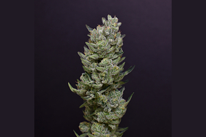 Cheetah Piss by Desert Peaks Farms