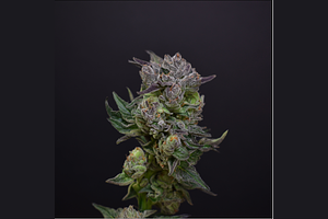 Gushers x Gelato 41 #10 by Desert Peaks Farms