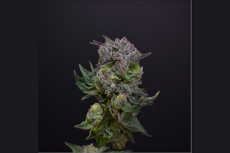 Gushers x Gelato 41 #10 by Desert Peaks Farms