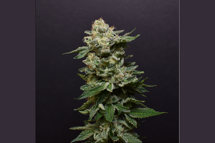 Icee Runtz by Desert Peaks Farms