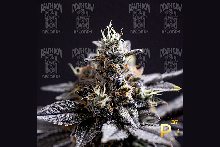 Tropical Runtz by Death Row Records