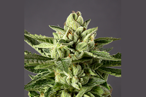 Limoncello by Desert Peaks Farms