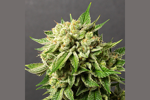Banana Jelly by Desert Peaks Farms