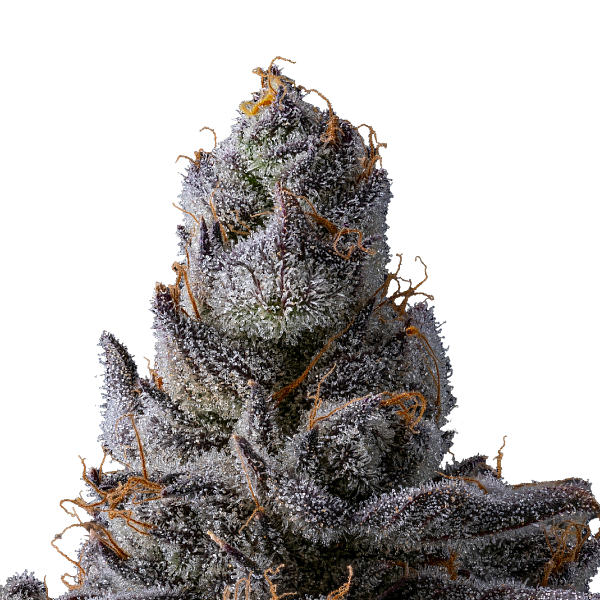 Shop cannabis Flower